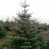 picea (10)